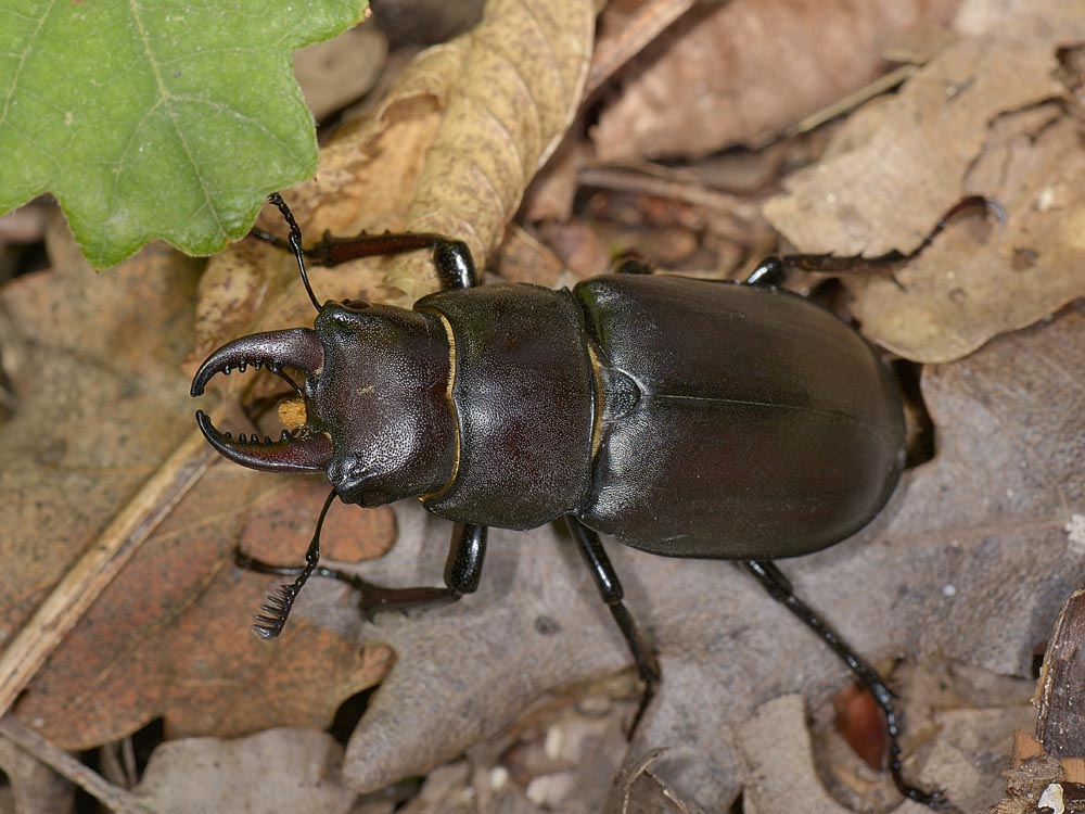 Lucanus tetraodon femmina, Lucanidae